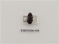 藏品(鏽鍬形蟲)的圖片